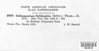 Coleosporium asterum image